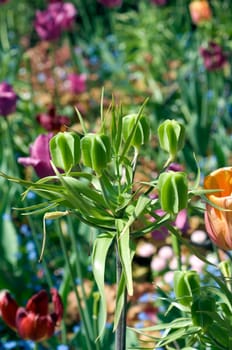 Kaiserkrone  Fritillaria verticillata  Samenstand