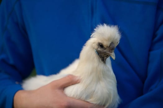 Gentle evening light enhances the soft silk like texture of this silkie chicken's feathers. Female silkie pet hen, held by owner in blue jumper.