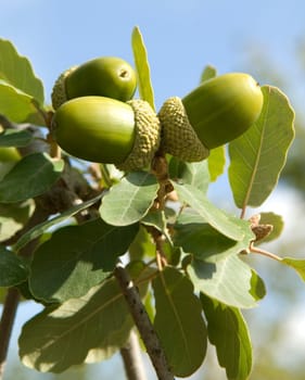 Spanische Eiche  Quercus hispanica