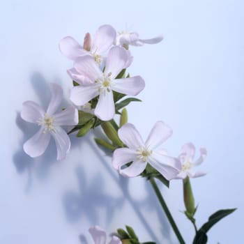 Seifenkraut  Saponaria caespitosa