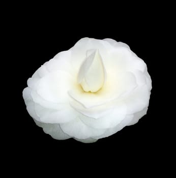Kamelia, Alba, Plena, Camellia, Monrovia's