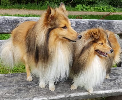 Sheltie  Shetland Sheepdog, mini collie