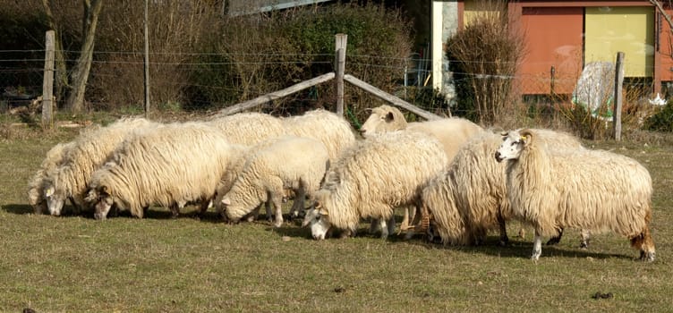Walachenschafe,  Ovis ammon f. aries