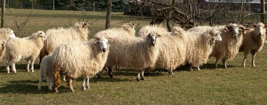 Walachenschafe,  Ovis ammon f. aries