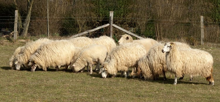 Walachenschafe,  Ovis ammon f. aries