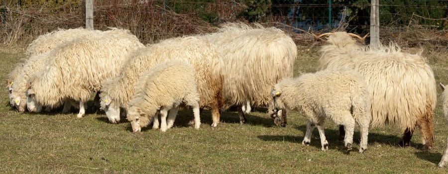 Walachenschafe,  Ovis ammon f. aries