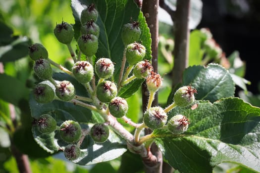 Closeup of green fuzzy viking chokecherry berries.