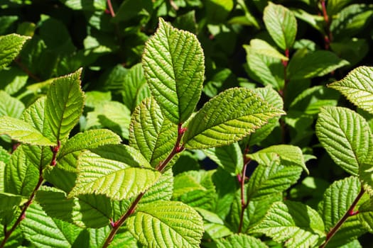 Background of a nanking cherry shrub with just leaves.