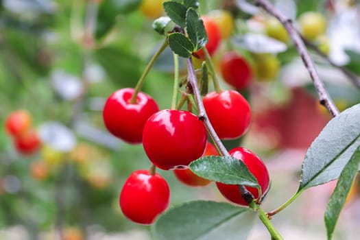 Closeup of a cluster of red sour cherries on a tree.