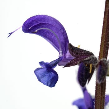 Wiesensalbei, Salbei, Salvia, pratensis