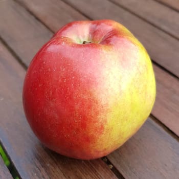 Knebusch, Alte Apfelsorten, Apfel, Malus, domestica
