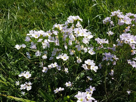 Wiesenschaumkraut Cardamine, pratensis Wiesenblume