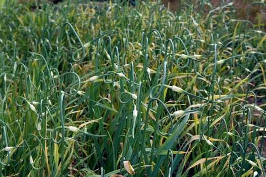Knoblauch Allium sativum