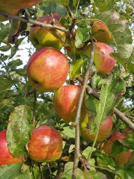 Knebusch, Alte Apfelsorten, Apfel, Malus, domestica