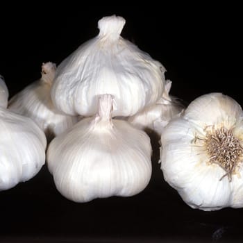 Knoblauch, Allium, sativum
