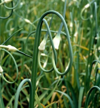 Knoblauch, Allium sativum, Heilpflanze, Küchenkraut, Gewürzkraut, Gartenpflanze, Wildpflanze, Ackerpflanze, Küchengewürz, .