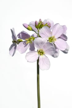 Wiesenschaumkraut Cardamine, pratensis Wiesenblume
