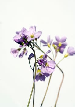 Wiesenschaumkraut Cardamine, pratensis Wiesenblume
