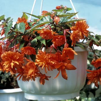 Knollenbegonie, Begonia, Balkonblumen
