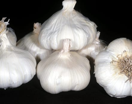Knoblauch Allium sativum