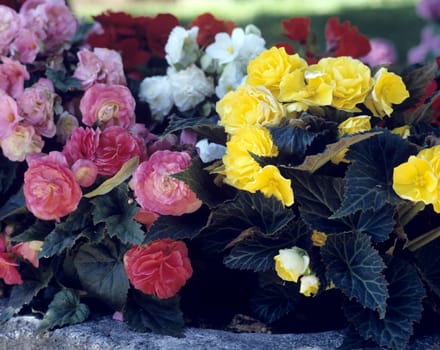 Knollenbegonie, Begonia, Balkonblumen.