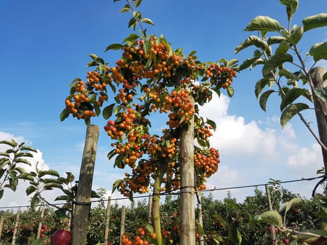 Wildapfel, Bestaeubung, Apfelbaum