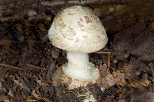 Knollenblaetterpilz, Giftpilz