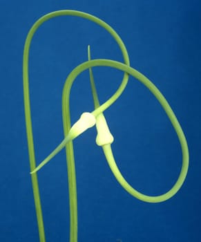 Knoblauch Allium sativum Knoblauchblueten, Heilpflanzen