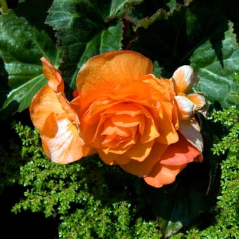 Knollenbegonie