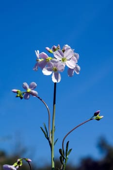 Wiesenschaumkraut Cardamine, pratensis Wiesenblume