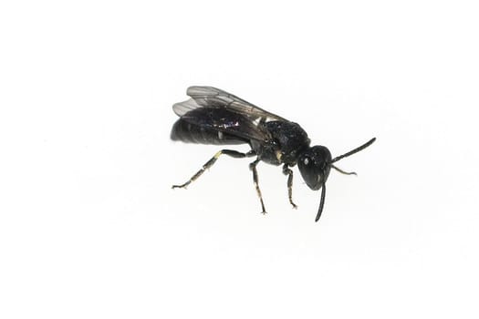Wildbiene Heriades truncorum, Loecherbiene