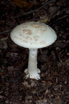 Knollenblaetterpilz