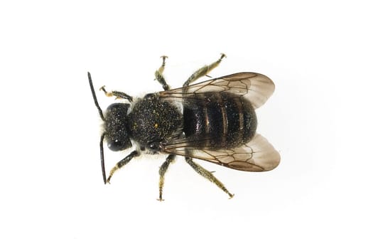 Wildbiene Heriades truncorum, Loecherbiene