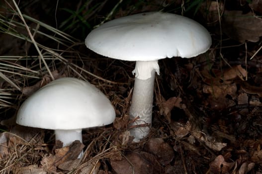 Knollenblaetterpilz, Wulstlinge, Amanita