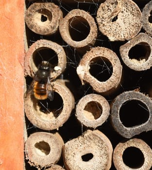 Wildbiene, Loecherbiene, Insektenhotel