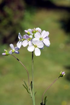 Wiesenschaumkraut Cardamine, pratensis Wiesenblume