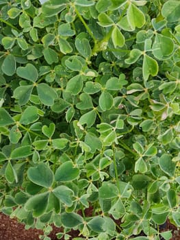 Peruanischer, Sauerklee Knolliger, Sauerklee Oxalis, tuberosa Oka Yam