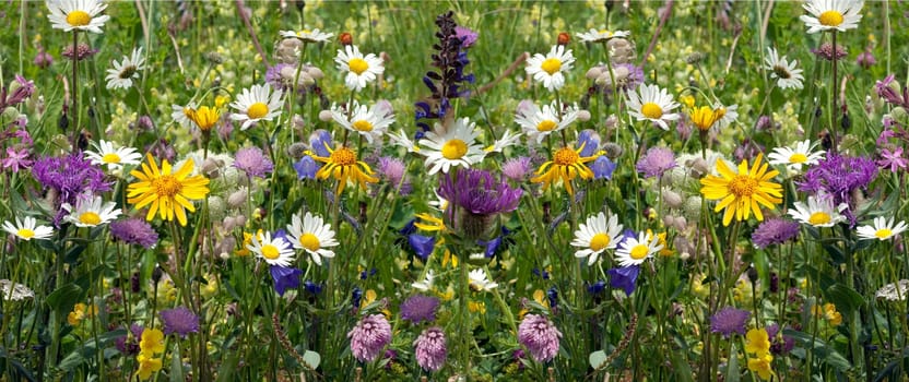 Wildblumenwiese, Blumenwiese