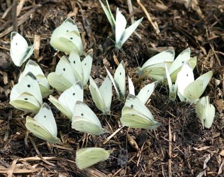 Kohlweissling, Pieris, Schmetterling