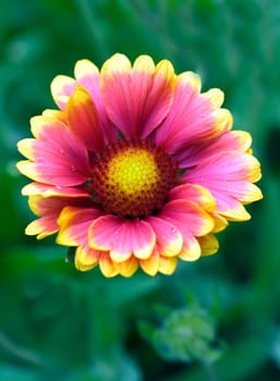 Kokardenblume Gaillardia
