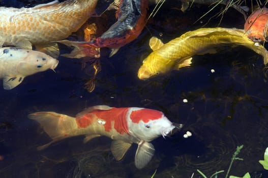 Kois, Brokatkarpfen Cyprinus Carpio