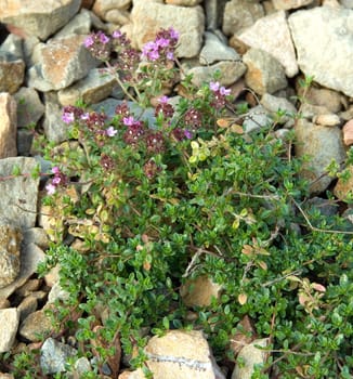 Kokos-Thymian Thymus species 'Kokos'