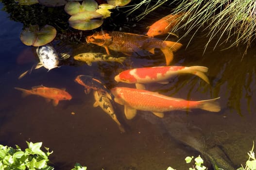 Kois, Brokatkarpfen Cyprinus Carpio