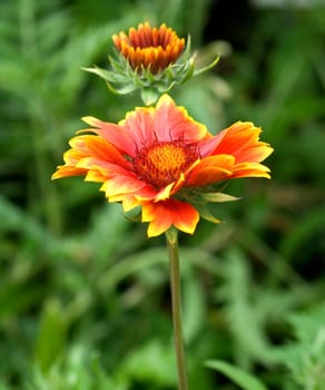 Kokardenblume