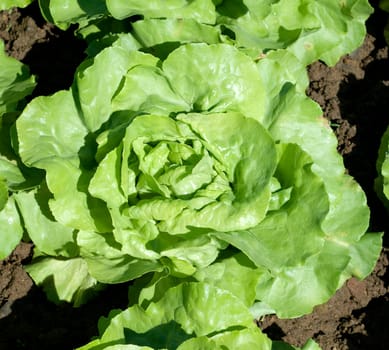 Kopfsalat