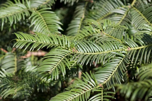 Kopfeibe, Pflaumeneibe, Cephalotaxus