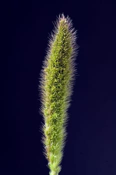 Kolbenhirse, Hirse, Setaria