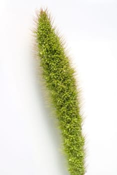 Kolbenhirse, Hirse, Setaria, Getreide