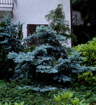Koniferen, Vorgarten
