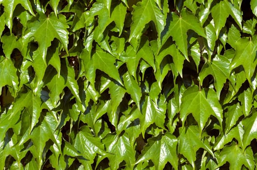 Wilder Wein Parthenocissus quinquefolia
